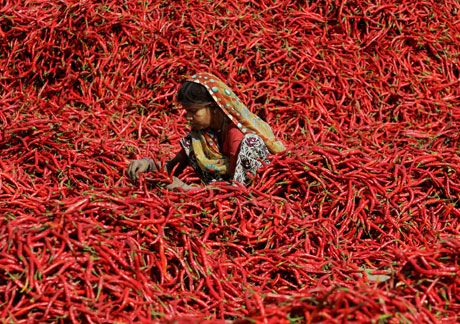 अहमदावादमा खुर्सानी केलाउँदै