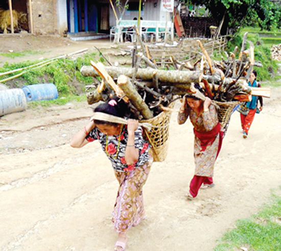 हाम्लाई भने संधैको दाउराघांस