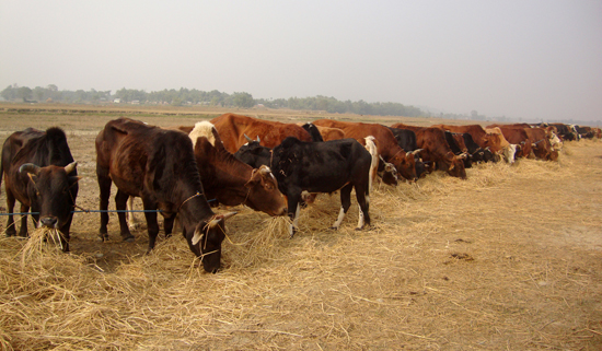 बंगलादेश लैजान लागिएका ४० वटा गोरु नियन्त्रणमा