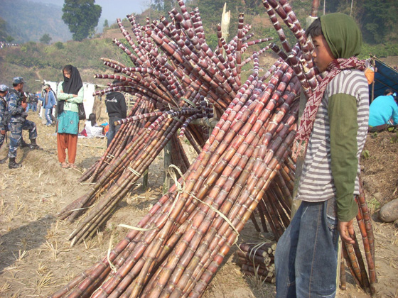 माघे सक्रान्ति मेलामा उखु