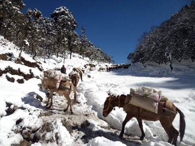 रसुवामा हिमपात, जनजीवन प्रभावित