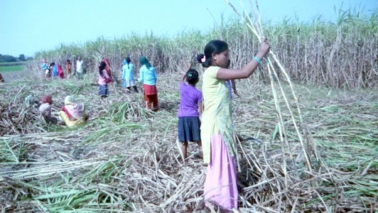 सरकार र उद्योगीले तीन अर्ब भुक्तानी नदिँदा उखु किसान पीडामा