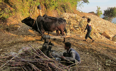 परम्परागत रुपमा उखु पेल्दै