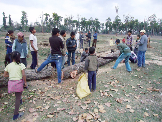 महेन्द्रनगरमा रुख फ़डानी