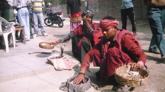 सर्पहरु सङ्कलन गरेर देखाउँदै सपेराहरु