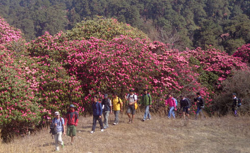 लालिगुराँस