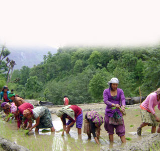 म्याग्दीमा जेठमै असार