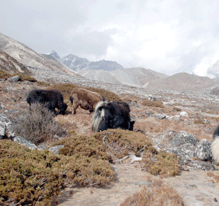 छुकुङ नजिकै चर्दै गरेका चौंरी गाईहरु