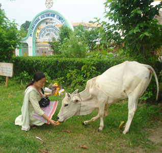 घाँस छाडेर बिस्कुटतिर