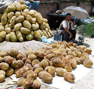 कटहर व्यापार