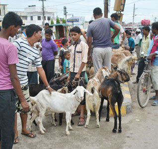 खसीबजार मेलामा सोह्र लाखको खसी बिक्री