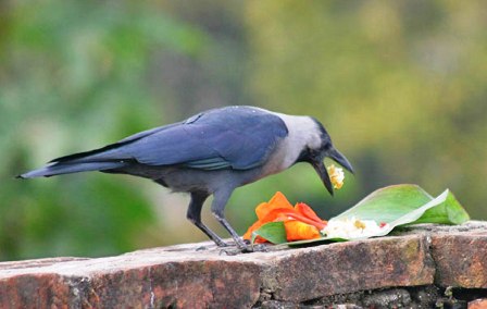 Crow_kag_tihar