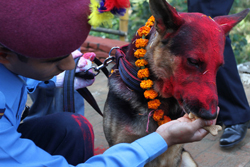 कुकुर तिहार मनाइयो (फोटो फिचर)