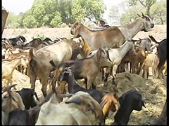 राजनीतिसंगै बाख्रापालन