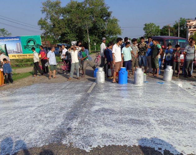 कोरोना कहर : निःशुल्क बाँड्दा पनि सकिएन दूध