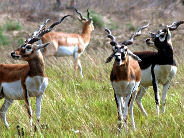 कृष्णसारको वासस्थान अतिक्रमणको चपेटामा