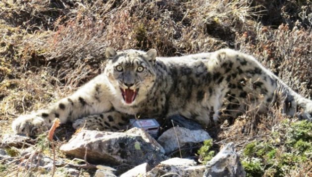 हिउँ चितुवा संरक्षणका विश्वव्यापी प्रयासबारे छलफल