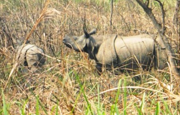 नेपालले चीनलाई उपहारस्वरूप एकजोडी एकसिंगे गैँडा दिने