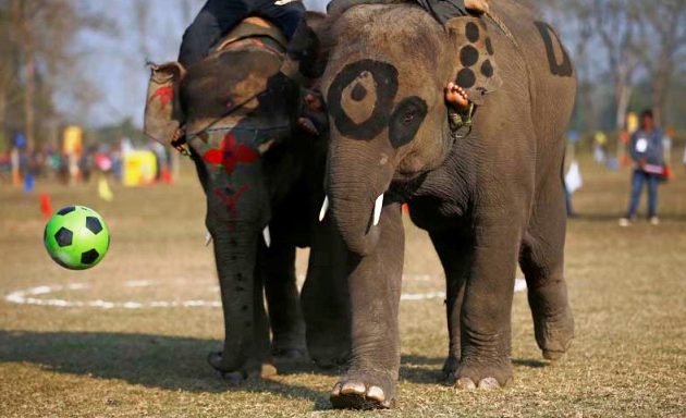 नेपालले कतारलाई एक जोडी हात्ती उपहार दिने