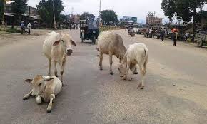 अज्ञात रोगले एक हप्तामा सोह्र पशुचौपाया मरे