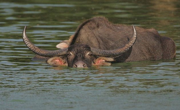 अर्ना लिन चितवनबाट कोसीटप्पु जाने तयारी