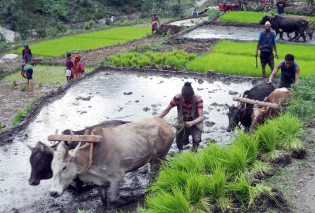 हाते ट्र्याक्टर छोडेर गोरु पाल्दै किसान