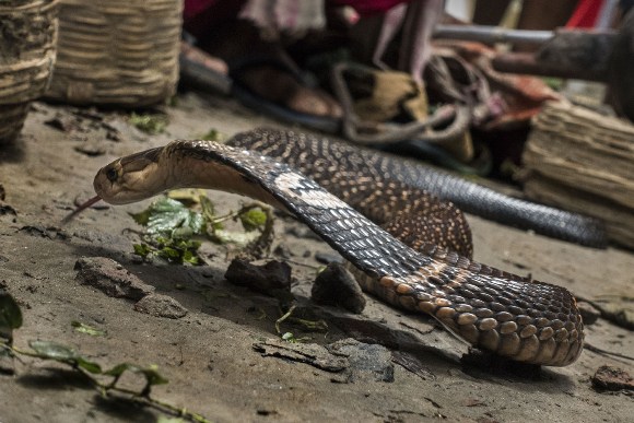 रुपन्देहीमा सर्पले टोकेर एक वर्षको अवधिमा १५ जनाको मृत्यु