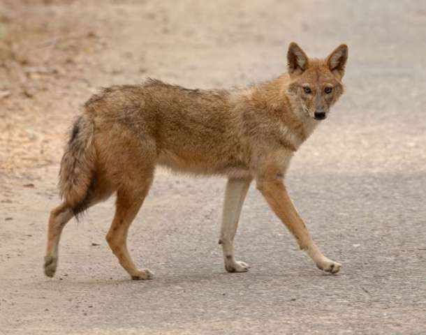 स्यालले टोक्दा ६ जना गम्भीर घाइते