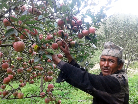 प्राङ्गारिक स्याउ