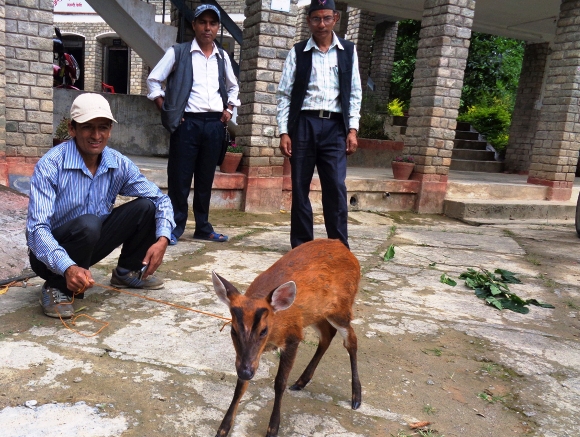 रतुवा मृग