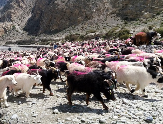 दशैं र तिहारलाई लक्षित गरी मुस्ताङबाट ४५ हजार भेडा–च्याङ्ग्रा बाहिरिँदै