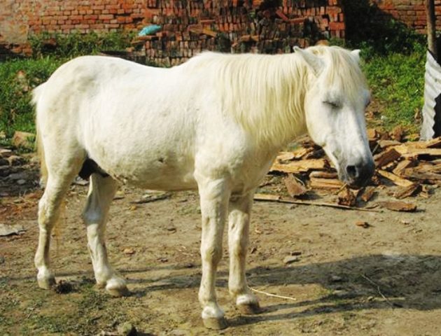 तलेजु भवानीको वाहन सेतो घोडाको खोजी तीव्र