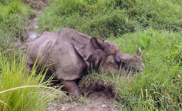 घाइते गैंडा मरेपछि निकुञ्ज आसपासका होटलमा कडा निगरानी