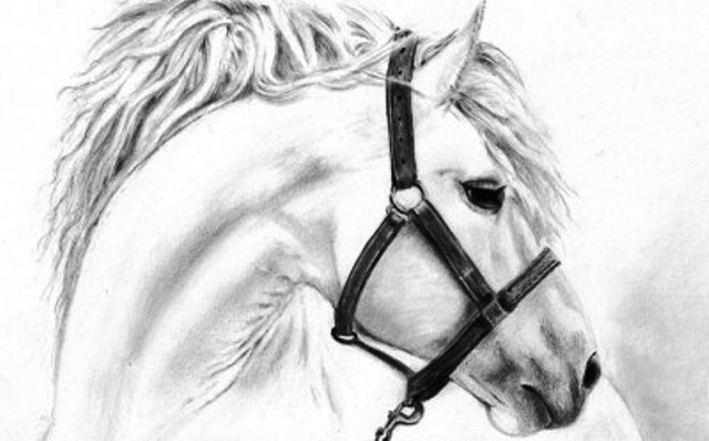 white_horse-e1422841706172