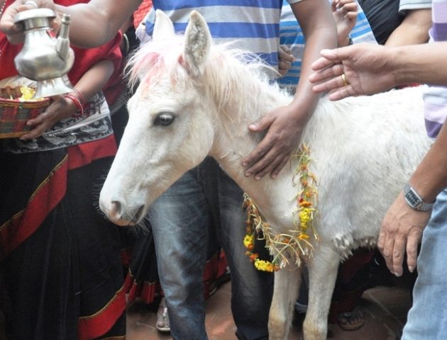 तलेजुका लागि आयो च्यान्टे घोडा