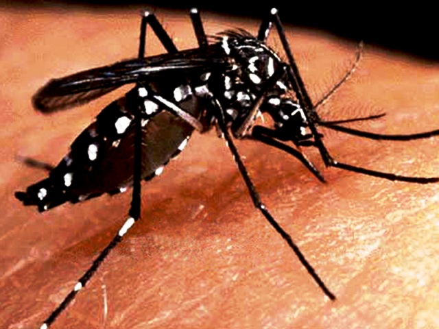 dengue4