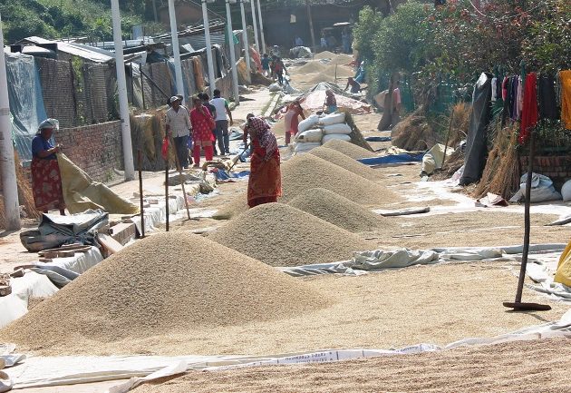 धान सुपरजोन परियोजनाले किसान उत्साहित