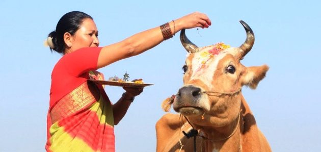 यमपञ्चकको चौंथो दिनः आज गाई, गोरु र गोवद्र्धन पूजा