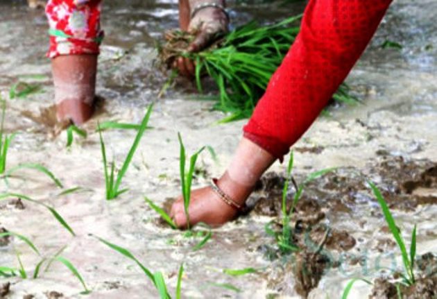 दसैँपछि रित्तिए गाउँघर, ज्यामी पाउनै मुस्किल