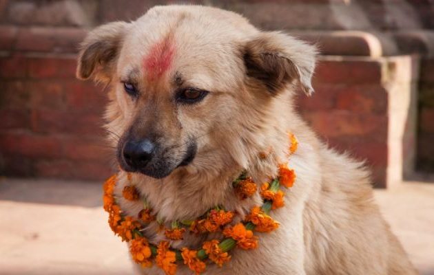 आज कुकुर तिहार, कुकुरलाई माला र मीठो परिकार