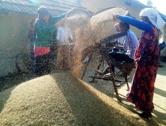 बारामा एक अर्बको धान उत्पादन