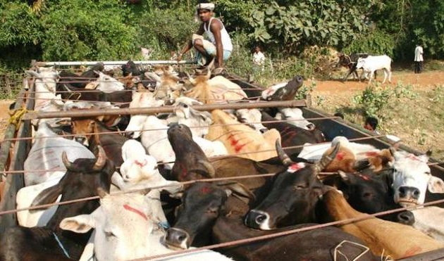 ‘गौ’ हत्या विरोधमा सुदूरपश्चिम बन्द