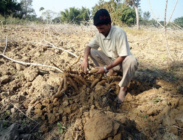 दोहलुका किसानलाई सिमल तरुल बेच्न भ्याइनभ्याई