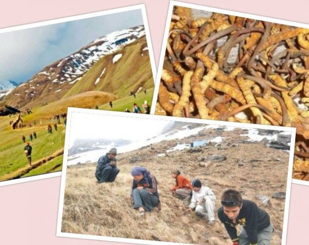 यार्साका कारण दिवाखाजाको ३३ लाख गुम्यो