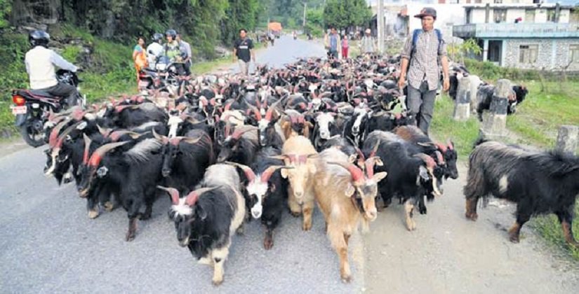 दसैंको पूर्वसन्ध्यामा एकैदिन तीन करोडको खसीबोका बिक्री