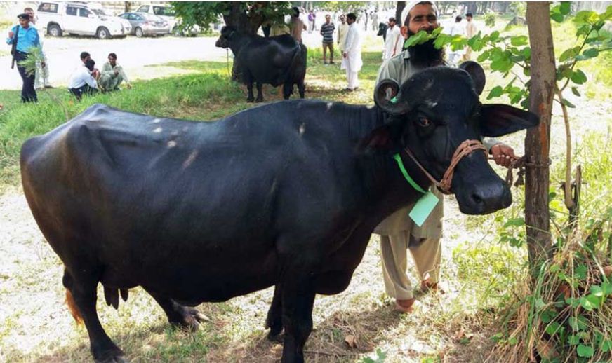 प्रधानमन्त्रीले बेचे आठवटा भैँसी