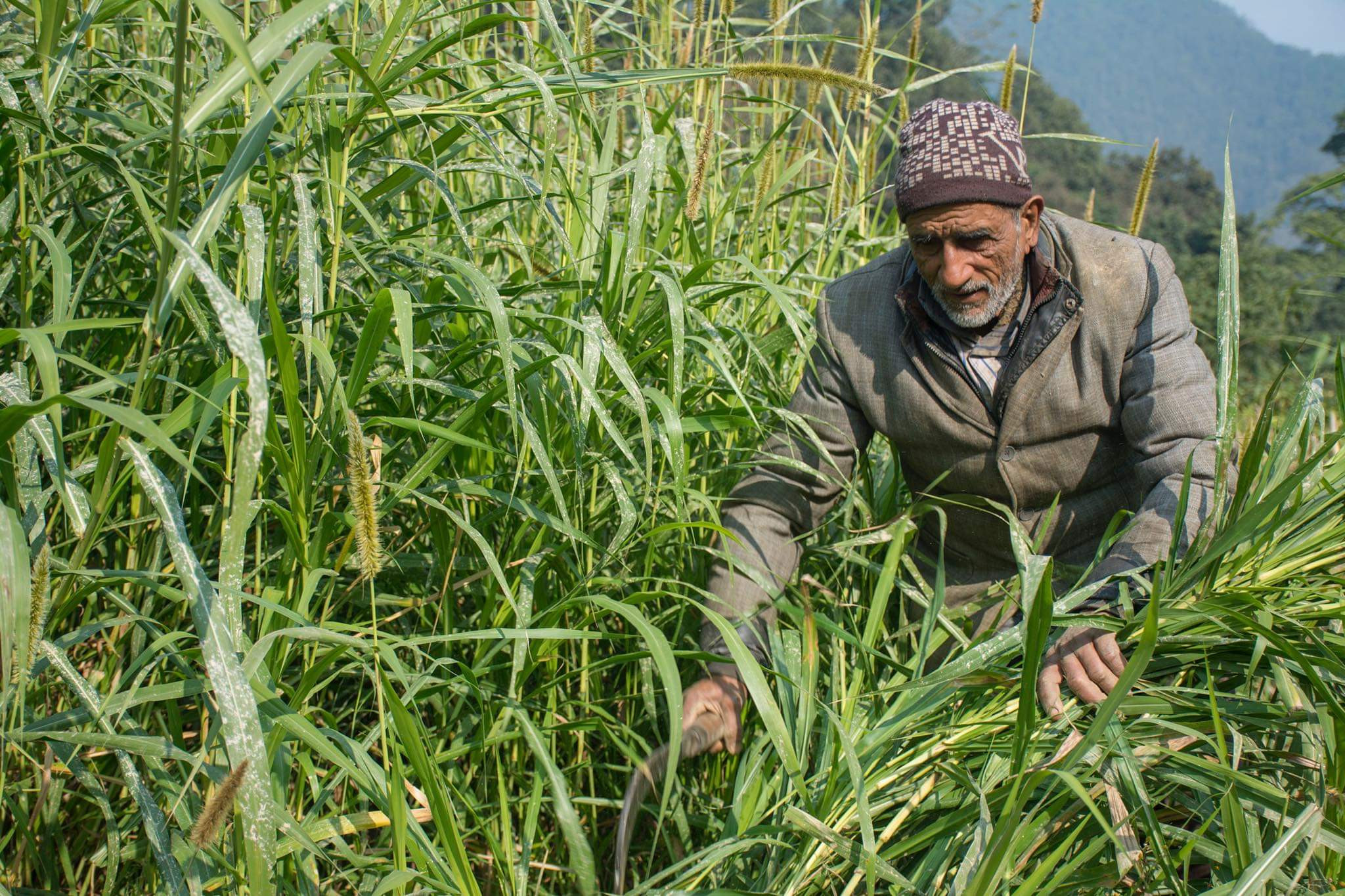 ७० वर्ष कटेका खनालको कमाई लाख बढी, यसरी भयाे सम्भव !