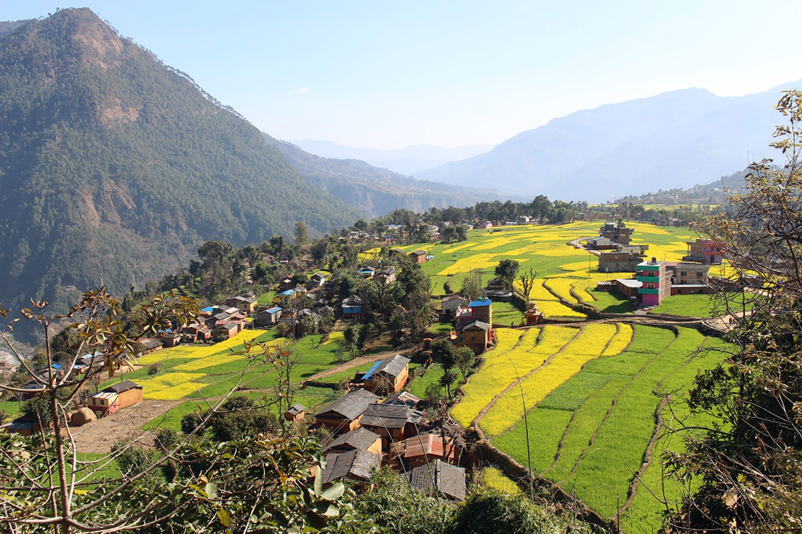 रत्नेचौर बन्यो तोरीको केन्द्र