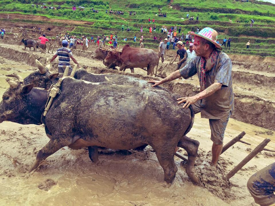 जब बाबुराम भट्टराई बने हली ! तस्वीरमा हेर्नुस्