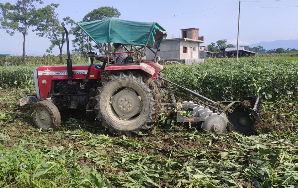 बिक्री नभएपछि किसानले लगाए तरकारीबारीमै ट्याक्टर